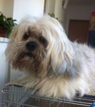 Lhasa Apso, Back - pred úpravou