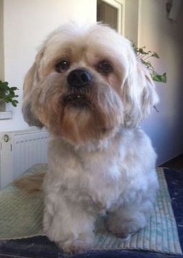 Lhasa Apso, Back - po úprave