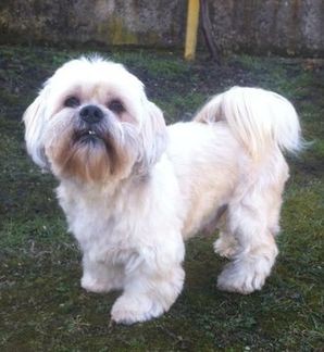 Lhasa Apso, Back - po úprave