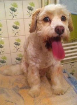 Kríženec, Dora - po úprave